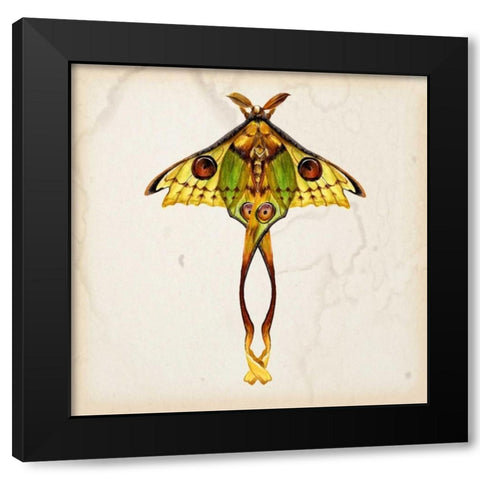 Butterfly Study I Black Modern Wood Framed Art Print with Double Matting by Wang, Melissa