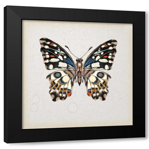 Butterfly Study II Black Modern Wood Framed Art Print with Double Matting by Wang, Melissa