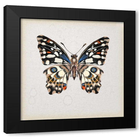 Butterfly Study II Black Modern Wood Framed Art Print by Wang, Melissa