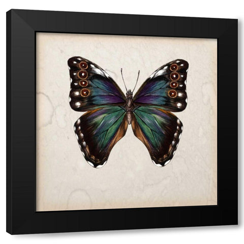 Butterfly Study III Black Modern Wood Framed Art Print by Wang, Melissa