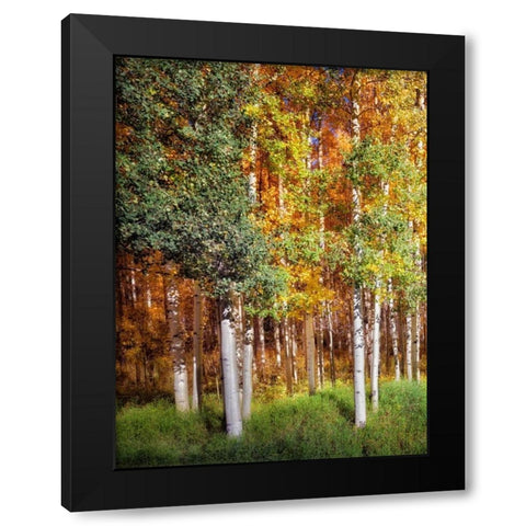 Aspen Glen I Black Modern Wood Framed Art Print by Drost, David