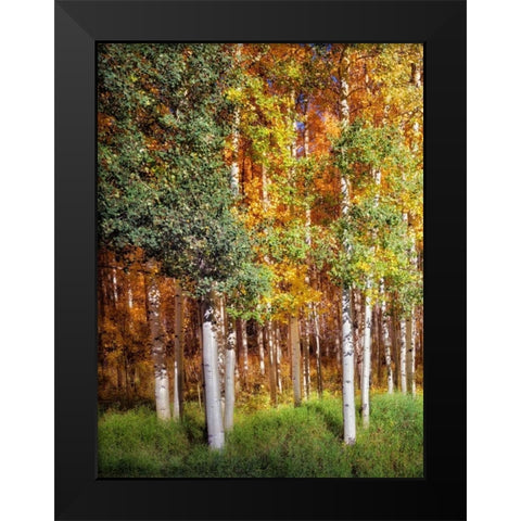 Aspen Glen I Black Modern Wood Framed Art Print by Drost, David