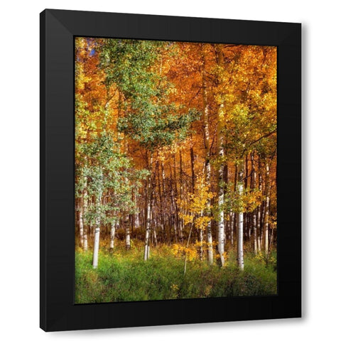 Aspen Glen II Black Modern Wood Framed Art Print by Drost, David