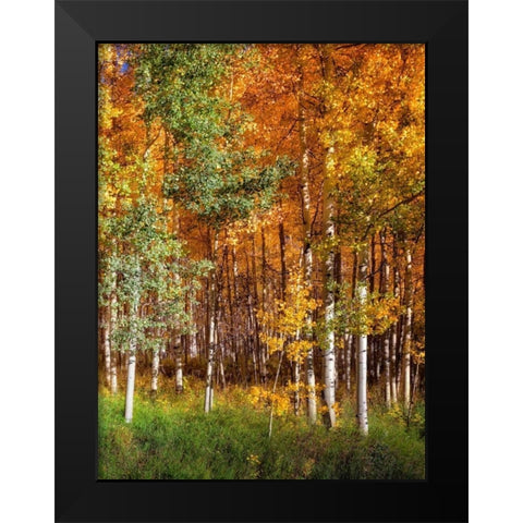 Aspen Glen II Black Modern Wood Framed Art Print by Drost, David
