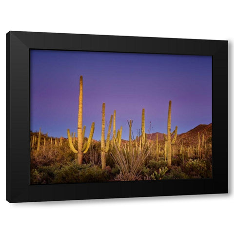 Cacti View I Black Modern Wood Framed Art Print by Drost, David