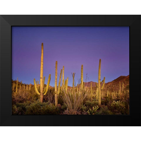Cacti View I Black Modern Wood Framed Art Print by Drost, David