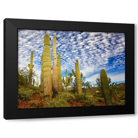 Cacti View III Black Modern Wood Framed Art Print by Drost, David
