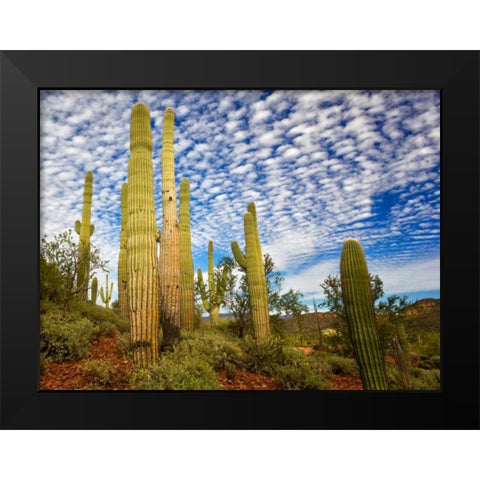 Cacti View III Black Modern Wood Framed Art Print by Drost, David