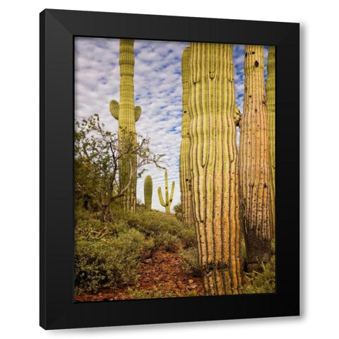 Cacti View IV Black Modern Wood Framed Art Print by Drost, David