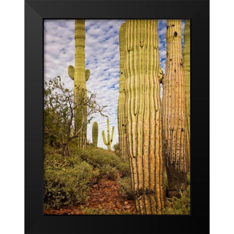 Cacti View IV Black Modern Wood Framed Art Print by Drost, David