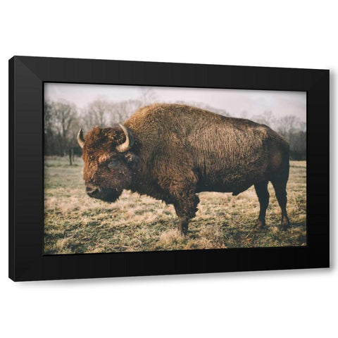 Solitary Bison IV Black Modern Wood Framed Art Print by Mead, Adam