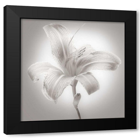 Tiger Lily I Black Modern Wood Framed Art Print by McLoughlin, James
