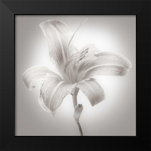 Tiger Lily I Black Modern Wood Framed Art Print by McLoughlin, James