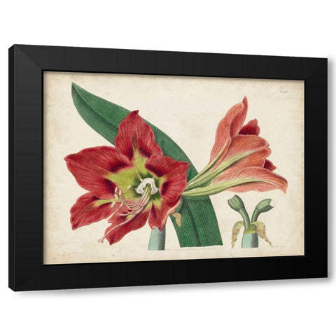 Amaryllis Splendor I Black Modern Wood Framed Art Print by Curtis