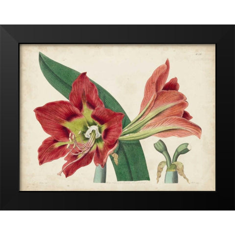 Amaryllis Splendor I Black Modern Wood Framed Art Print by Curtis