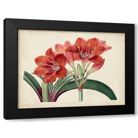 Amaryllis Splendor II Black Modern Wood Framed Art Print with Double Matting by Curtis