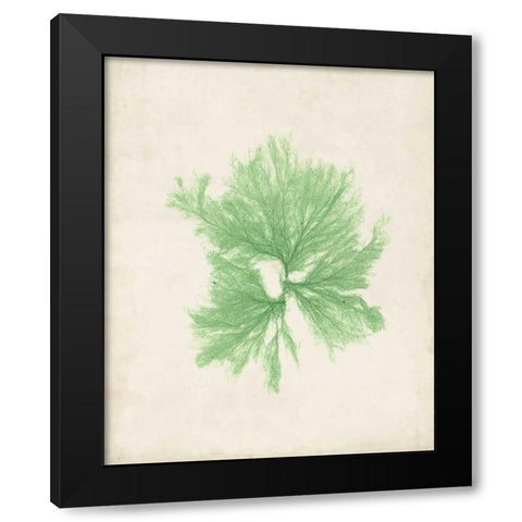 Peridot Seaweed III Black Modern Wood Framed Art Print with Double Matting by Vision Studio