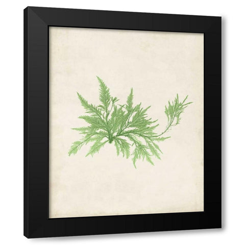 Peridot Seaweed V Black Modern Wood Framed Art Print with Double Matting by Vision Studio