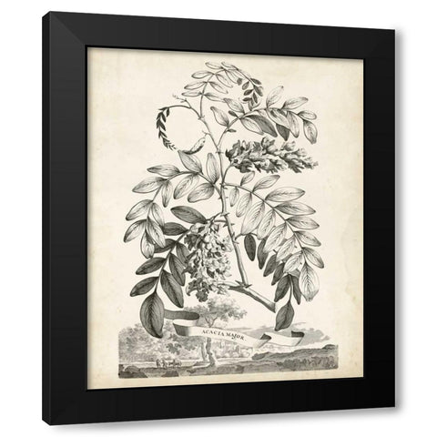 Scenic Botanical I Black Modern Wood Framed Art Print by Munting, Abraham