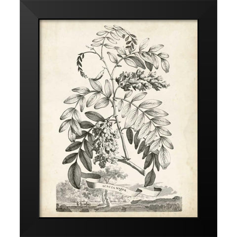 Scenic Botanical I Black Modern Wood Framed Art Print by Munting, Abraham