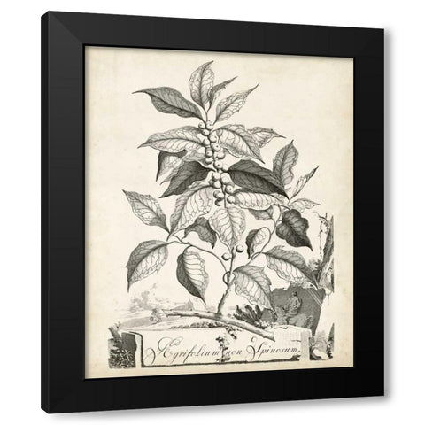 Scenic Botanical III Black Modern Wood Framed Art Print with Double Matting by Munting, Abraham