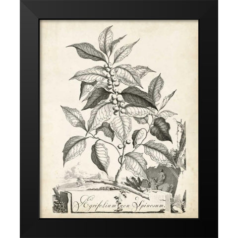 Scenic Botanical III Black Modern Wood Framed Art Print by Munting, Abraham