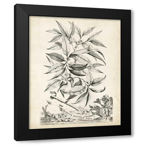 Scenic Botanical IV Black Modern Wood Framed Art Print with Double Matting by Munting, Abraham