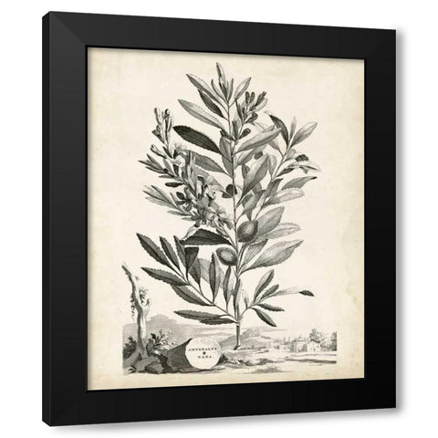 Scenic Botanical VI Black Modern Wood Framed Art Print with Double Matting by Munting, Abraham