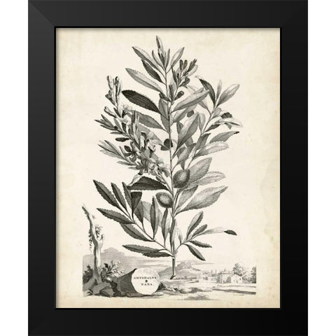 Scenic Botanical VI Black Modern Wood Framed Art Print by Munting, Abraham