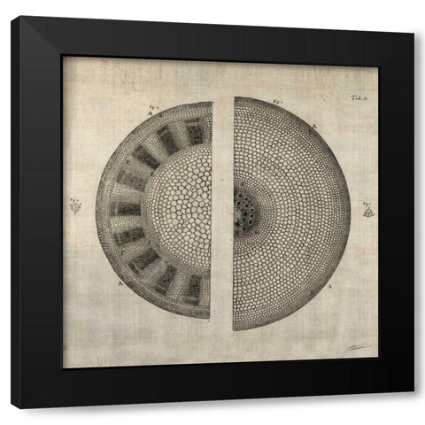 Cross Cut I Black Modern Wood Framed Art Print by Butler, John