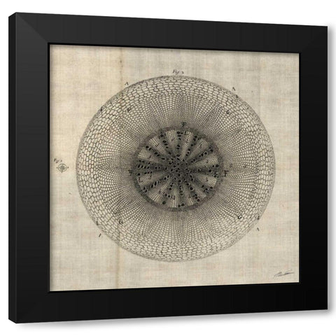 Cross Cut IV Black Modern Wood Framed Art Print with Double Matting by Butler, John