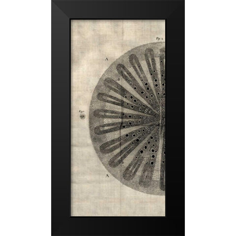 Cross Cut III Left Black Modern Wood Framed Art Print by Butler, John