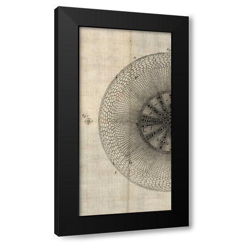 Cross Cut IV Left Black Modern Wood Framed Art Print by Butler, John