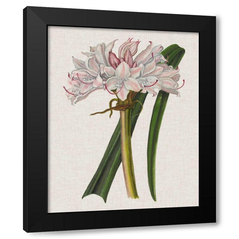 Crinium Lily I Black Modern Wood Framed Art Print by McCavitt, Naomi