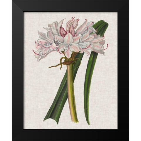 Crinium Lily I Black Modern Wood Framed Art Print by McCavitt, Naomi