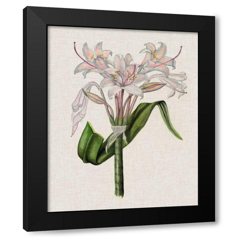 Crinium Lily II Black Modern Wood Framed Art Print by McCavitt, Naomi