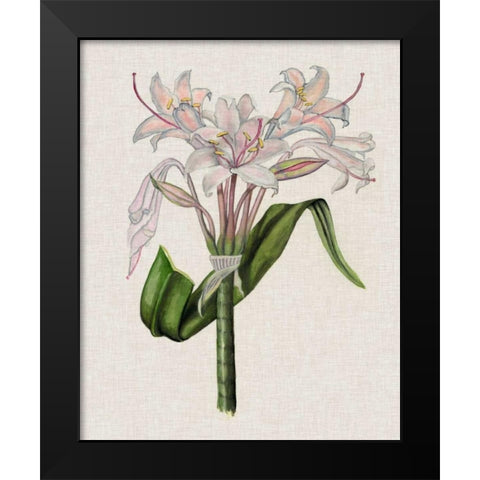 Crinium Lily II Black Modern Wood Framed Art Print by McCavitt, Naomi