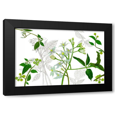 Solanum I Black Modern Wood Framed Art Print with Double Matting by Wang, Melissa