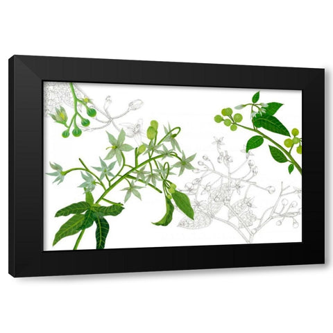 Solanum II Black Modern Wood Framed Art Print with Double Matting by Wang, Melissa