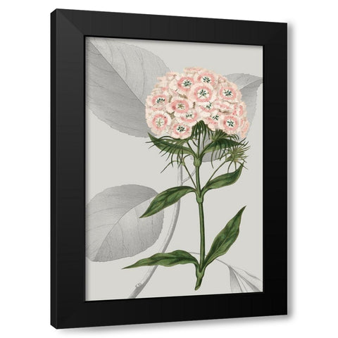 Botanical Arrangement III Black Modern Wood Framed Art Print by Vision Studio