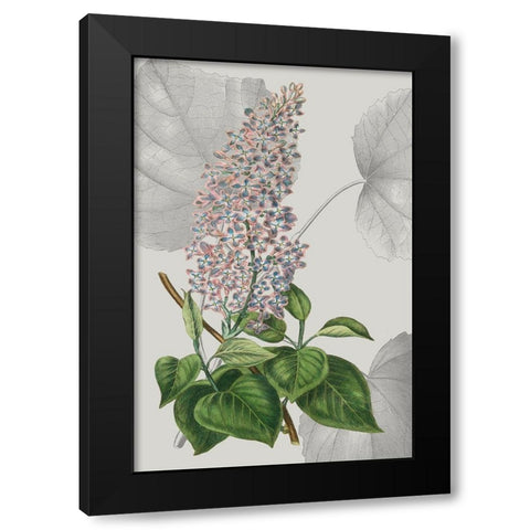 Botanical Arrangement IV Black Modern Wood Framed Art Print with Double Matting by Vision Studio