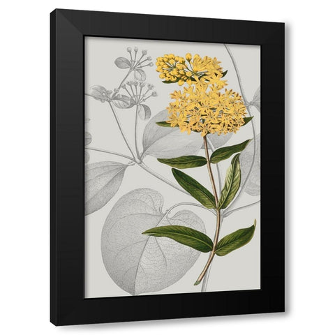Botanical Arrangement V Black Modern Wood Framed Art Print by Vision Studio
