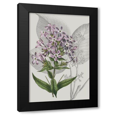 Botanical Arrangement VI Black Modern Wood Framed Art Print with Double Matting by Vision Studio