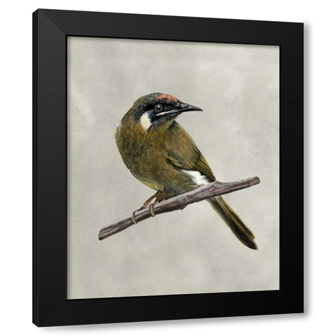 Winged Beauty III Black Modern Wood Framed Art Print with Double Matting by McCavitt, Naomi