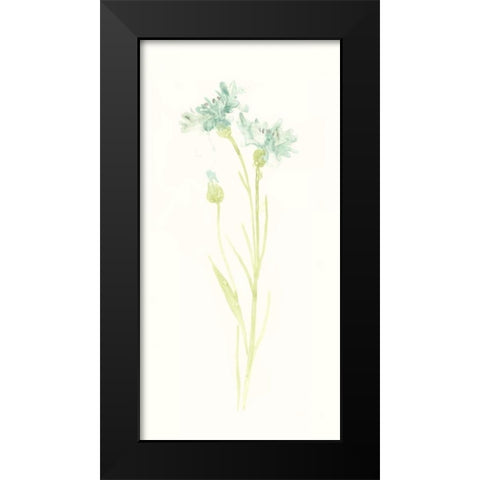 Cornflower Study I Black Modern Wood Framed Art Print by Vess, June Erica