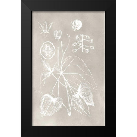 Botanical Schematic II Black Modern Wood Framed Art Print by Vision Studio