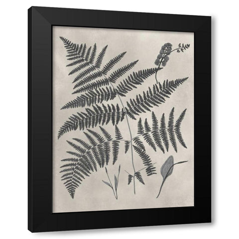 Vintage Fern Study IV Black Modern Wood Framed Art Print by Vision Studio