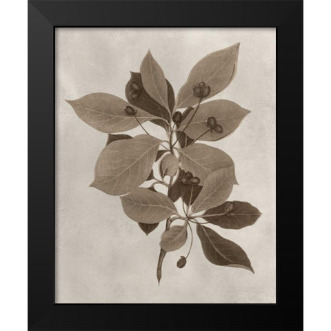 Arbor Specimen I Black Modern Wood Framed Art Print by Vision Studio