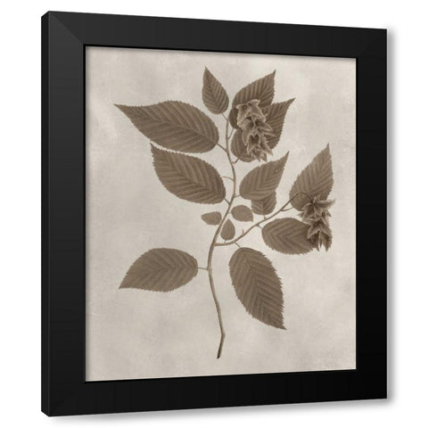 Arbor Specimen II Black Modern Wood Framed Art Print with Double Matting by Vision Studio