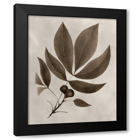 Arbor Specimen V Black Modern Wood Framed Art Print by Vision Studio